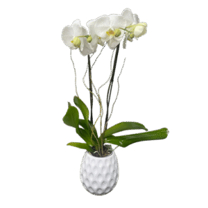 Arreglo Floral de Orquídeas | Orquídea Blanca Elegante de Dos Varas