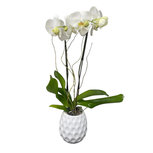 Arreglo Floral de Orquídeas | Orquídea Blanca Elegante de Dos Varas 1 Arreglo Floral de Orquídeas | Orquídea Blanca Elegante de Dos Varas