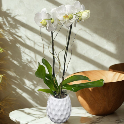 Arreglo Floral de Orquídeas | Orquídea Blanca Elegante de Dos Varas 2 Arreglo Floral de Orquídeas | Orquídea Blanca Elegante de Dos Varas - Imagen de 2
