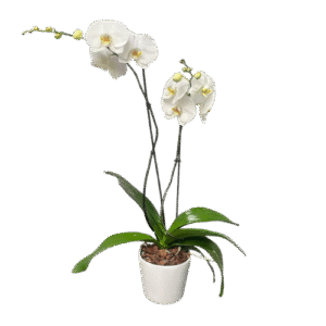 Arreglo Floral de Orquídeas | Orquídea Blanca Clásica de Dos Varas
