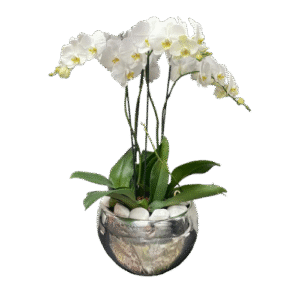 Arreglo Floral de Orquídeas | Arreglo de 4 Orquídeas Blancas Mega en Maceta Premium