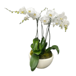 Arreglo Floral de Orquídeas | Arreglo de 4 Orquídeas Blancas en Maceta Redonda Blanca