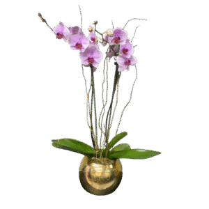 Orquídea Rosa de 1 Vara en Maceta Dorada | Flowers Study