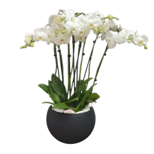 Arreglo de 8 Varas de Orquídeas Blancas | Flowers Study