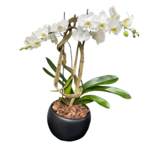 Orquídea Blanca de 2 Varas en Base Negra | Flowers Study