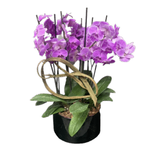 Arreglo de 8 Varas de Orquídeas Lila | Flowers Study