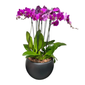 Arreglo de 8 Varas de Orquídeas Fucsia Evolution | Flowers Study