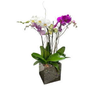 Dueto Floral Orquídea Blanca y Fucsia | Flowers Study