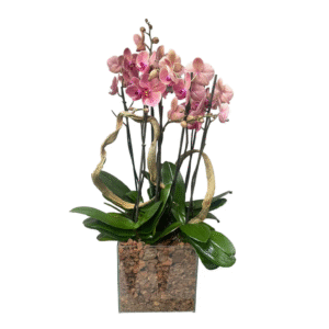 Arreglo de 8 Varas de Orquídeas Rosa | Flowers Study